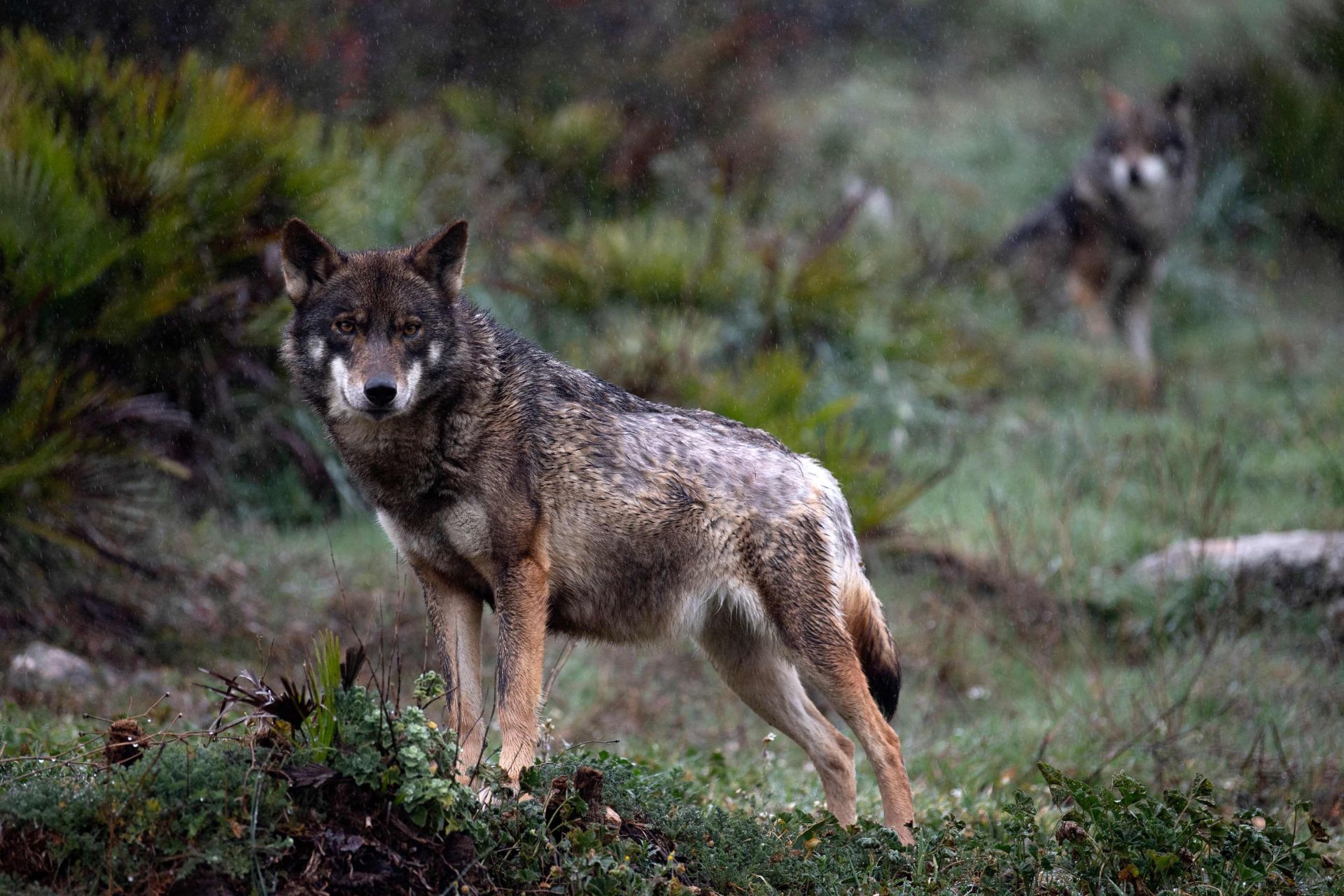 Un ejemplar de lobo ibérico