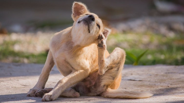 Dermatitis en perros: causas, síntomas y cómo aliviar el picor de tu mascota