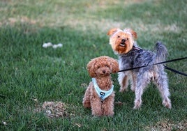 La mitad de los perros en Cataluña tiene nombre de persona