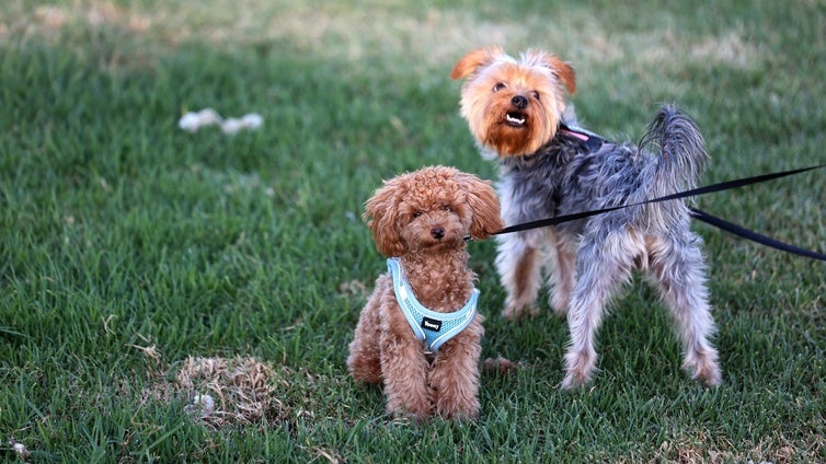 La mitad de los perros en Cataluña tiene nombre de persona