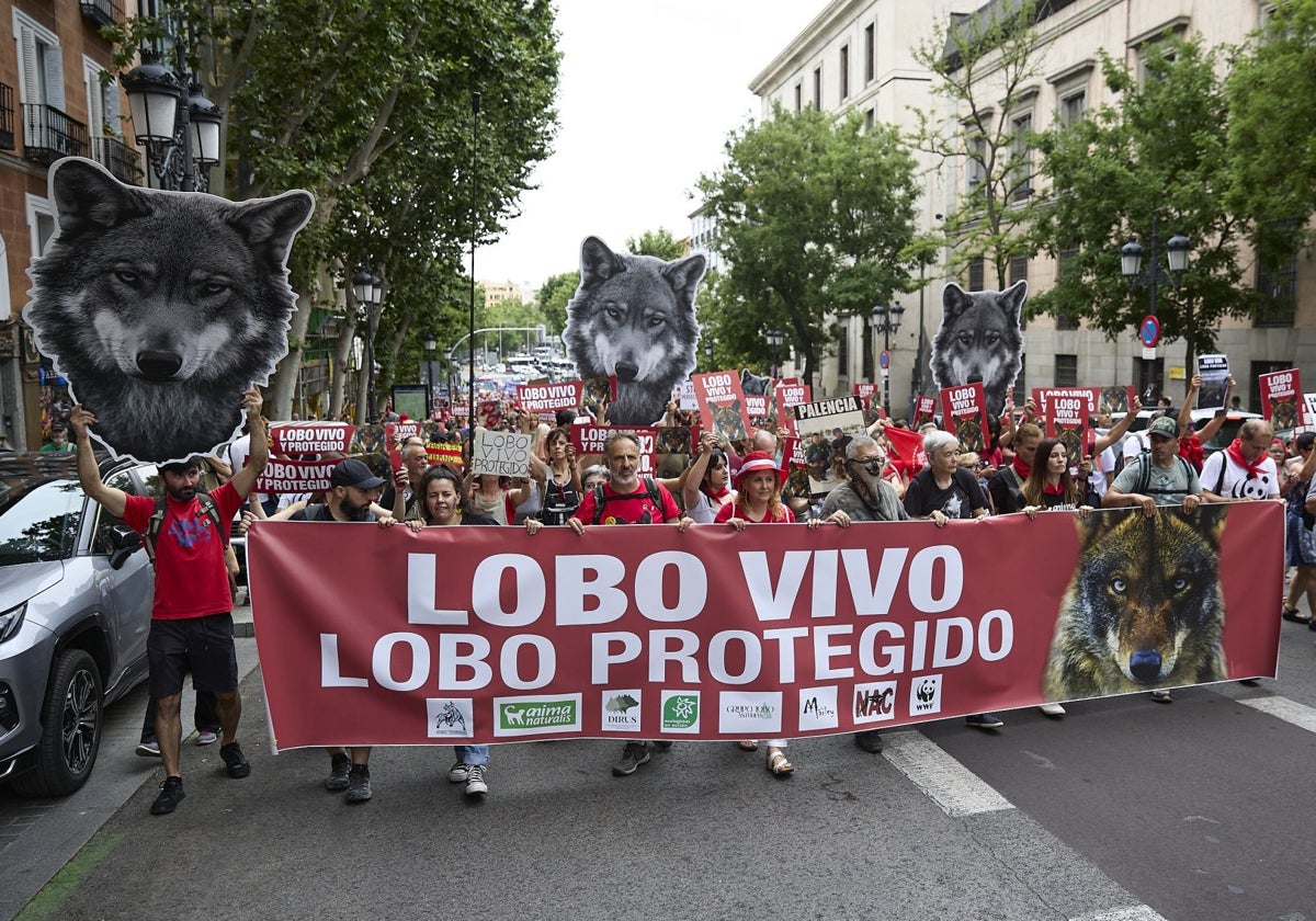 Manifestación en Madrid para proteger al lobo ibérico