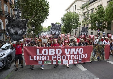 Entidades animalistas denuncian el «grave» retroceso del lobo al ser objeto de caza: «El Congreso nos ha traicionado»