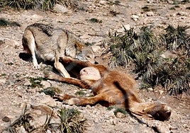 Las autonomías acusan al Gobierno de actuar como «trileros» con los datos del lobo