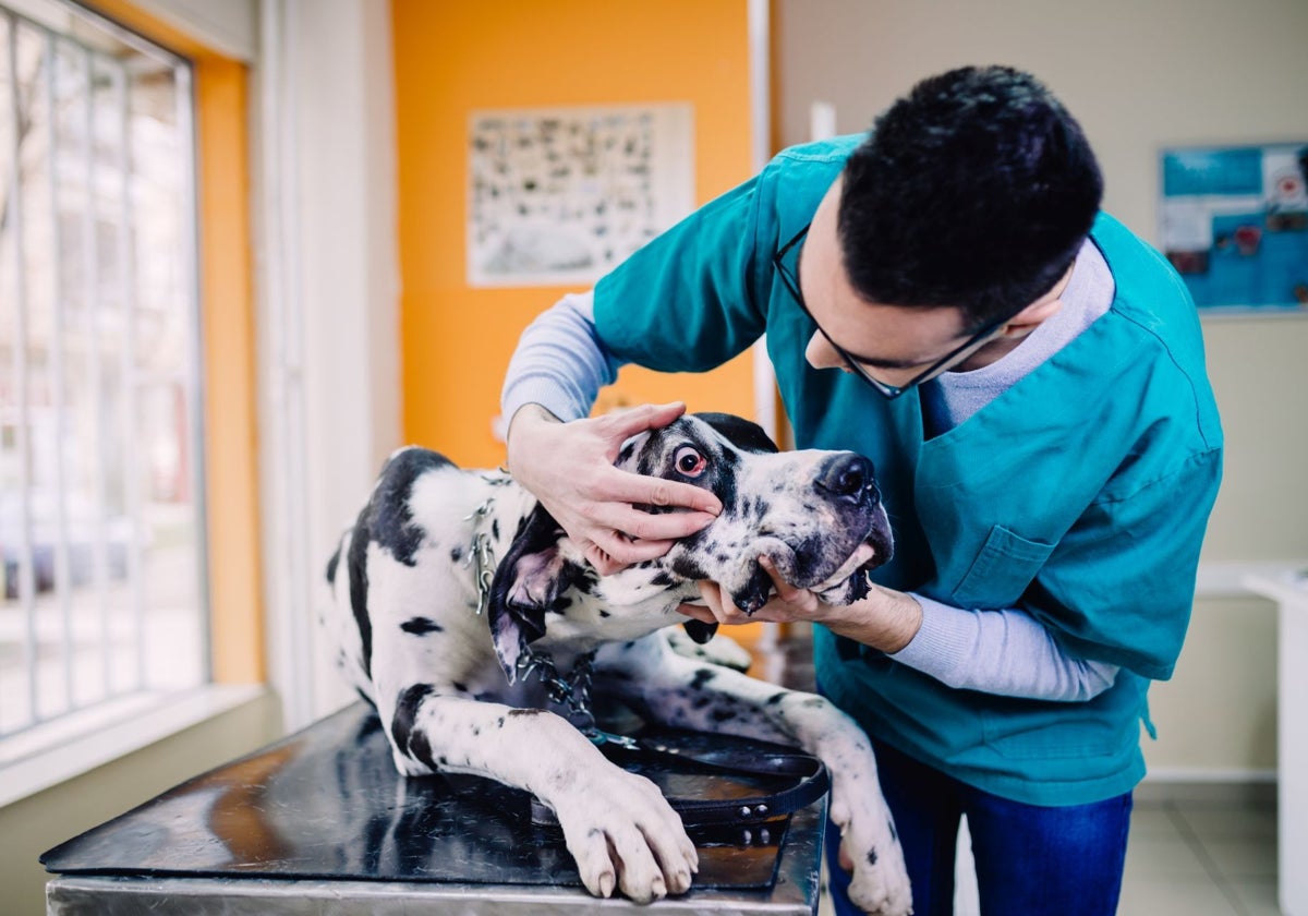Un veterinario examina un perro