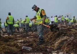 El Caribe mexicano, sepultado por el sargazo: toneladas de algas amenazan con destruir el turismo