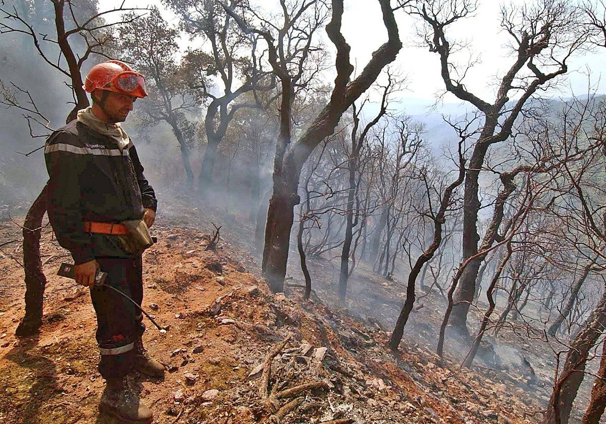 Un bombero observa árboles quemados en una ladera a las afueras