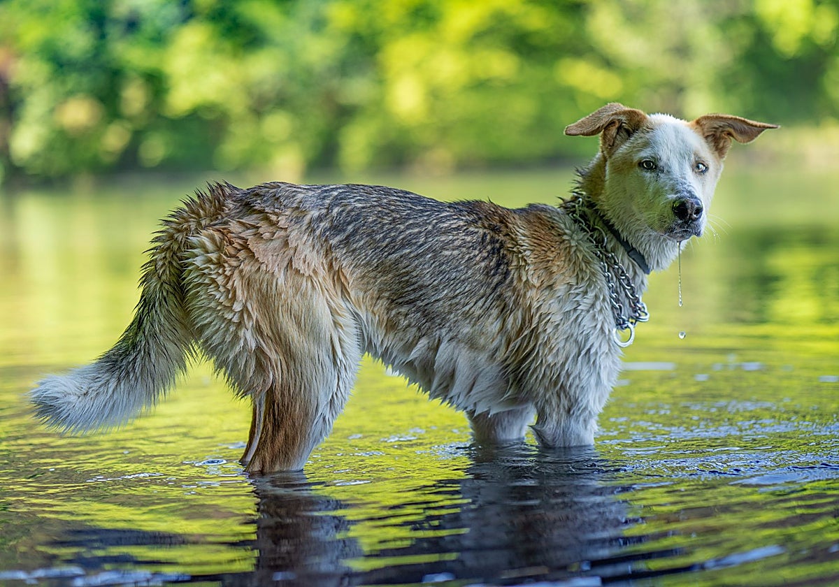Cómo proteger a tu mascota del calor este verano: consejos para evitar golpes de calor y deshidratación