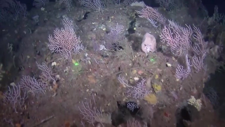 El Programa Pleamar busca devolver al mar su papel ecológico