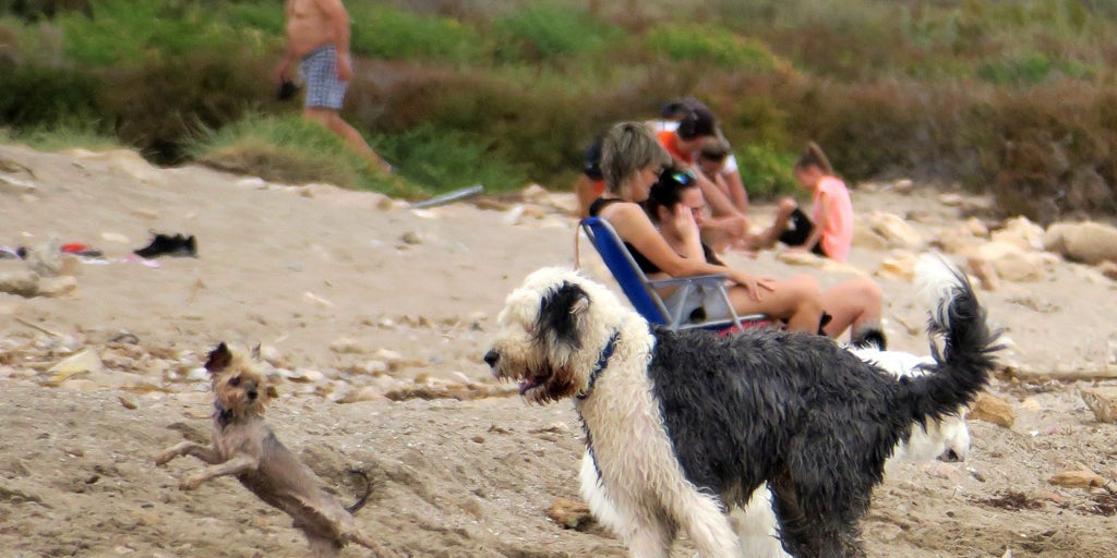 Vacaciones con tu perro: más de 130 playas para ir con mascotas en España este verano