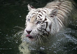 Un zoo de Dinamarca pide donar mascotas vivas para alimentar a sus fieras a cambio de deducciones fiscales para sus dueños