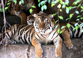 Los animales domésticos no son comida para el zoo en España: «No se deben transformar a las mascotas en presas»