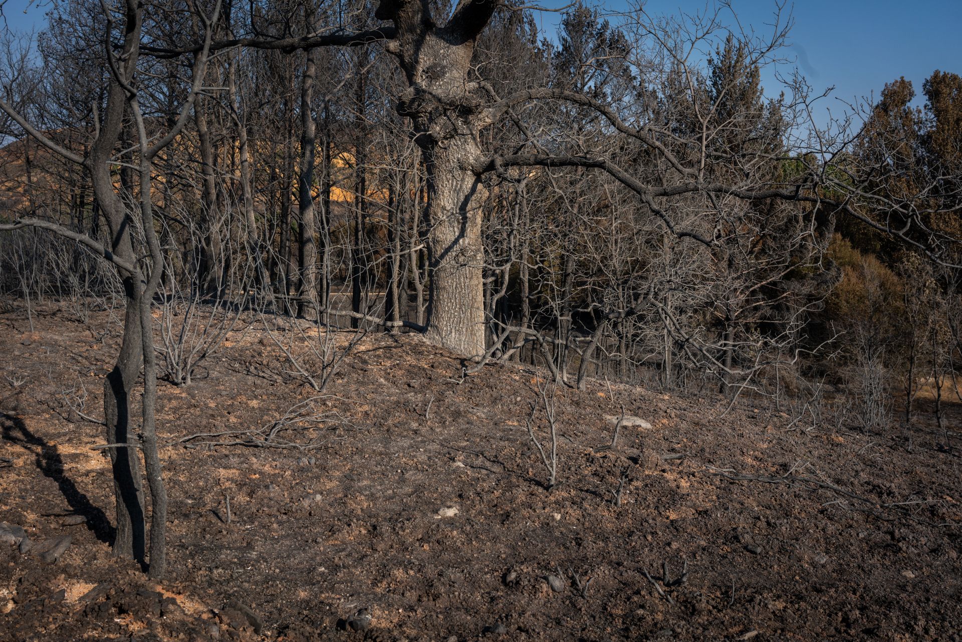 Campo arrasado por las llamas del incendio de Puercas