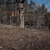 El camino que tienen por delante las más de 100.000 hectáreas quemadas