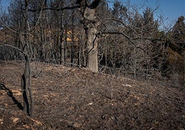 El camino que tienen por delante las más de 112.000 hectáreas quemadas