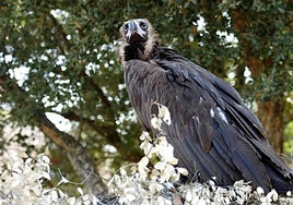 Los incendios de Extremadura  ponen en riesgo la recuperación del buitre negro