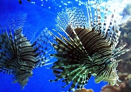 Comerse al pez león, la receta para frenar a uno de los invasores del Mediterráneo