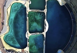 Un dron de una ONG 'caza' a los cuidadores de un parque marino masturbando a una orca