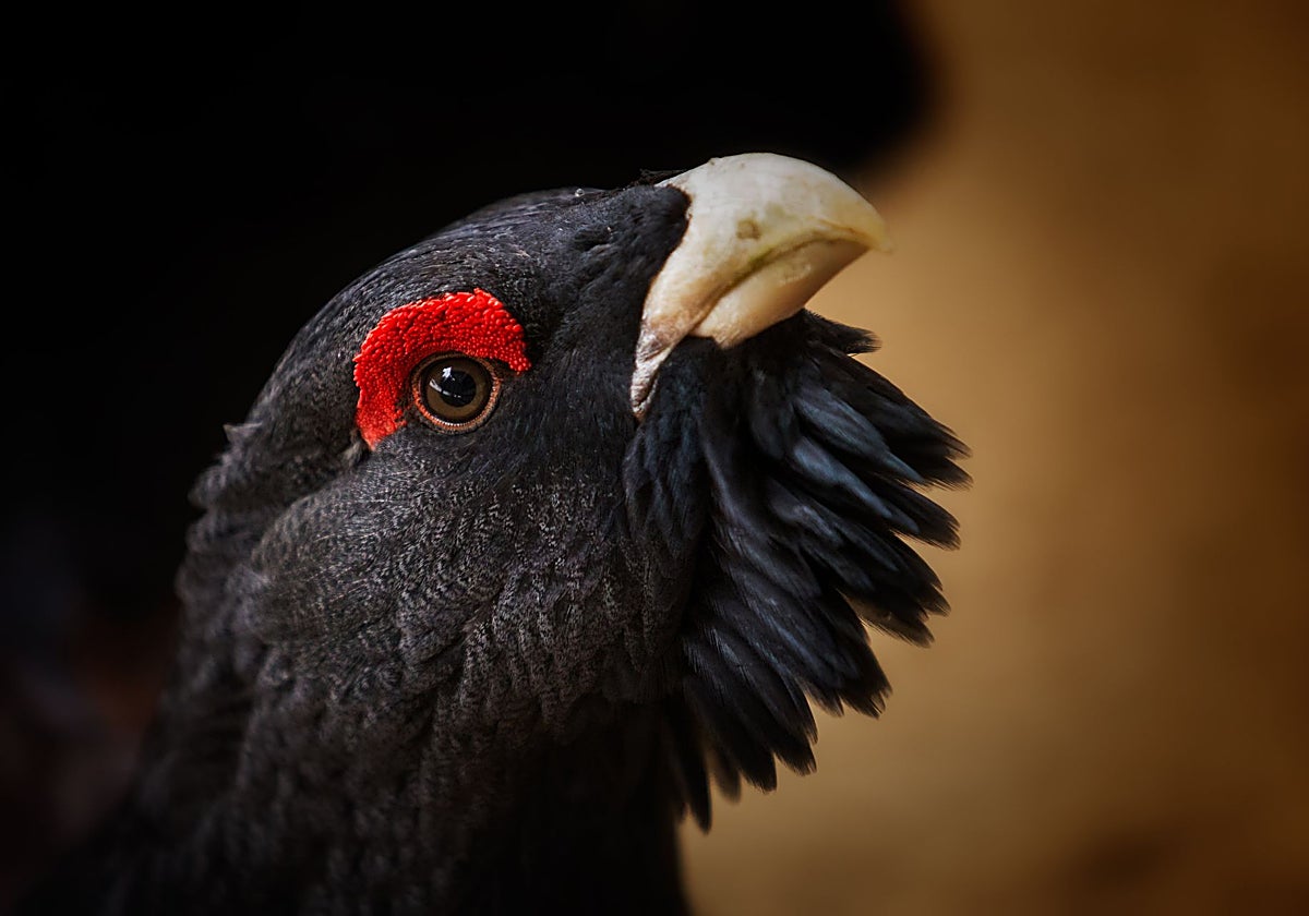 Un urogallo (Tetrao urogallus)