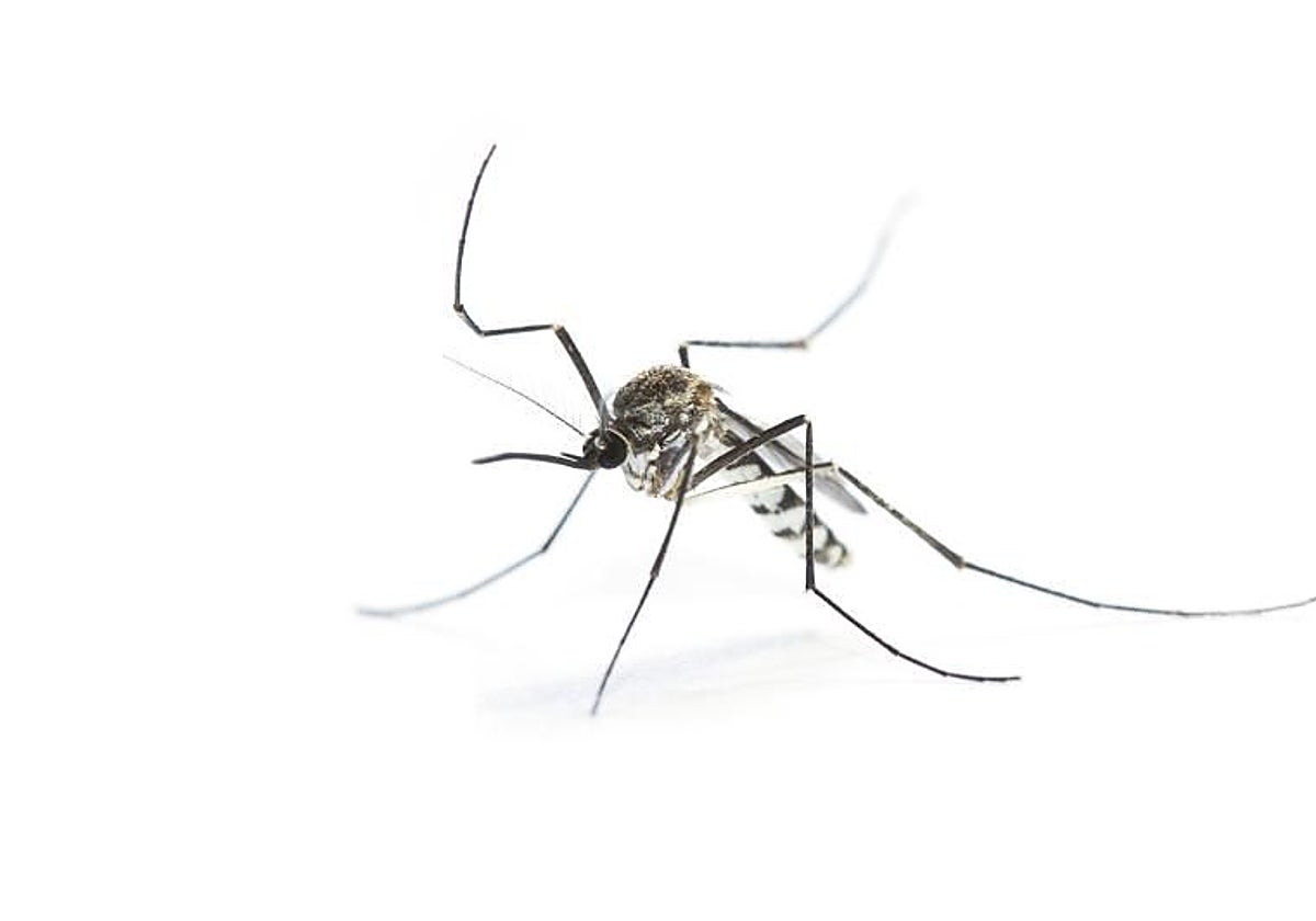 El mosquito tigre (Aedes albopictus), transmisor del virus del Nilo
