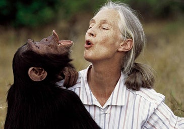 Adiós a Jane Goodall, la voz de los chimpancés entre los hombres