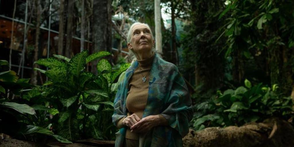 Muere la primatóloga británica Jane Goodall a los 91 años