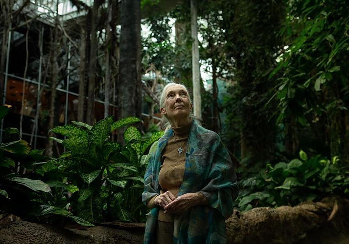 La primatóloga Jane Goodall en una imagen de archivo