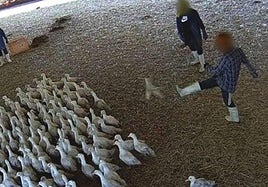 Patos viviendo entre suciedad y cadáveres y sacrificados a golpes: denuncian a una granja avícola de Portugal que distribuye en España