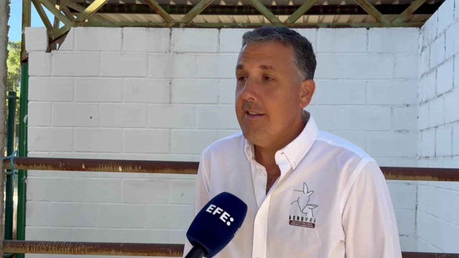 El asno andaluz, en peligro