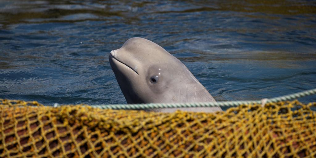 Un parque de atracciones en bancarrota amenaza con sacrificar a 30 belugas en Canadá