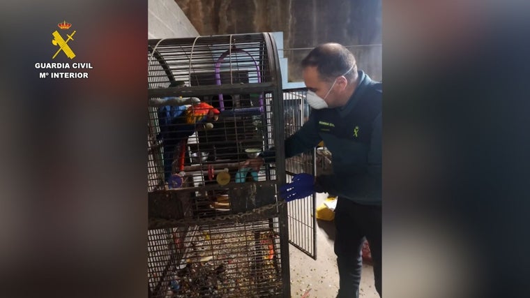 Un efectivo rescata a un guacamayo de su jaula en criadero clandestino