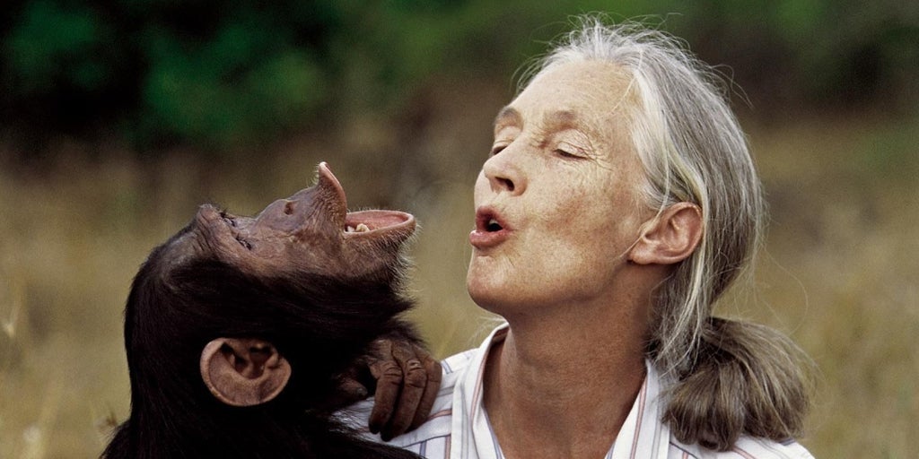 Bustinduy aprovecha la muerte de Jane Goodall para resucitar la ley de grandes simios