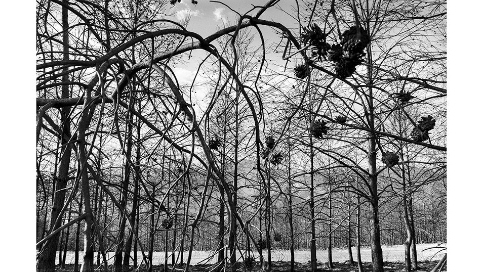 Paisaje de cómo dejó los valles de San Martín de Valdehorras el incendio que asoló la provincia de Ourense el pasado mes de Agosto. 