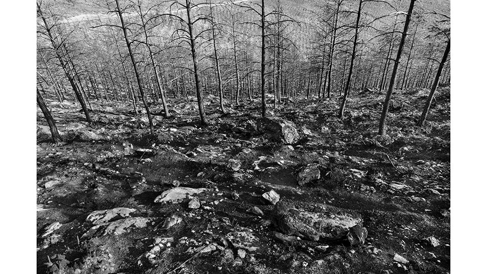 Un bosque de pinos calcinado situado en uno de los valles de San Martín de Valdehorras que quedó arrasado tras el incendio que asoló la provincia de Ourense el pasado mes de Agosto.