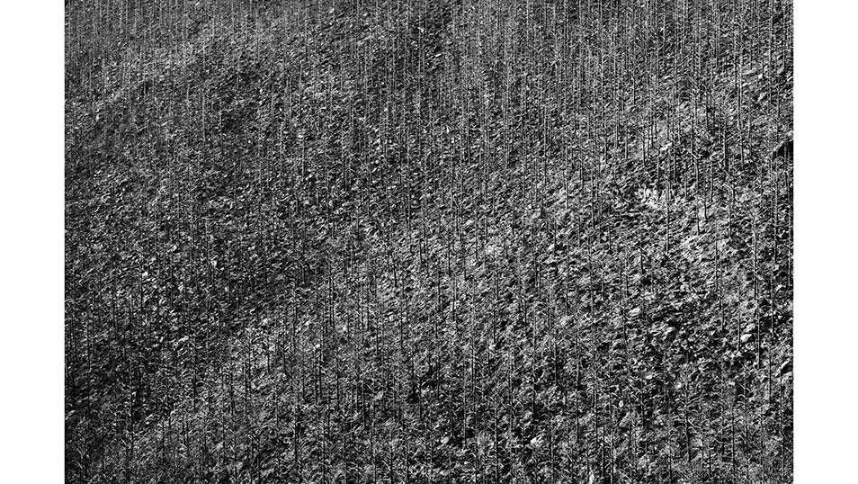 Un bosque de pinos calcinado situado en uno de los valles de San Martín de Valdehorras que quedó arrasado tras el incendio que asoló la provincia de Ourense el pasado mes de Agosto.