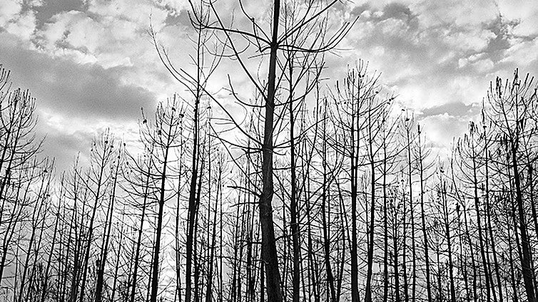 El rastro del fuego que arrasó San Vicente de Leira, en imágenes