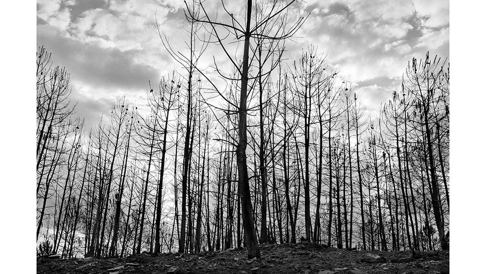 Un bosque de pinos calcinado situado en uno de los valles de San Martín de Valdehorras que quedó arrasado tras el incendio que asoló la provincia de Ourense el pasado mes de Agosto. 
