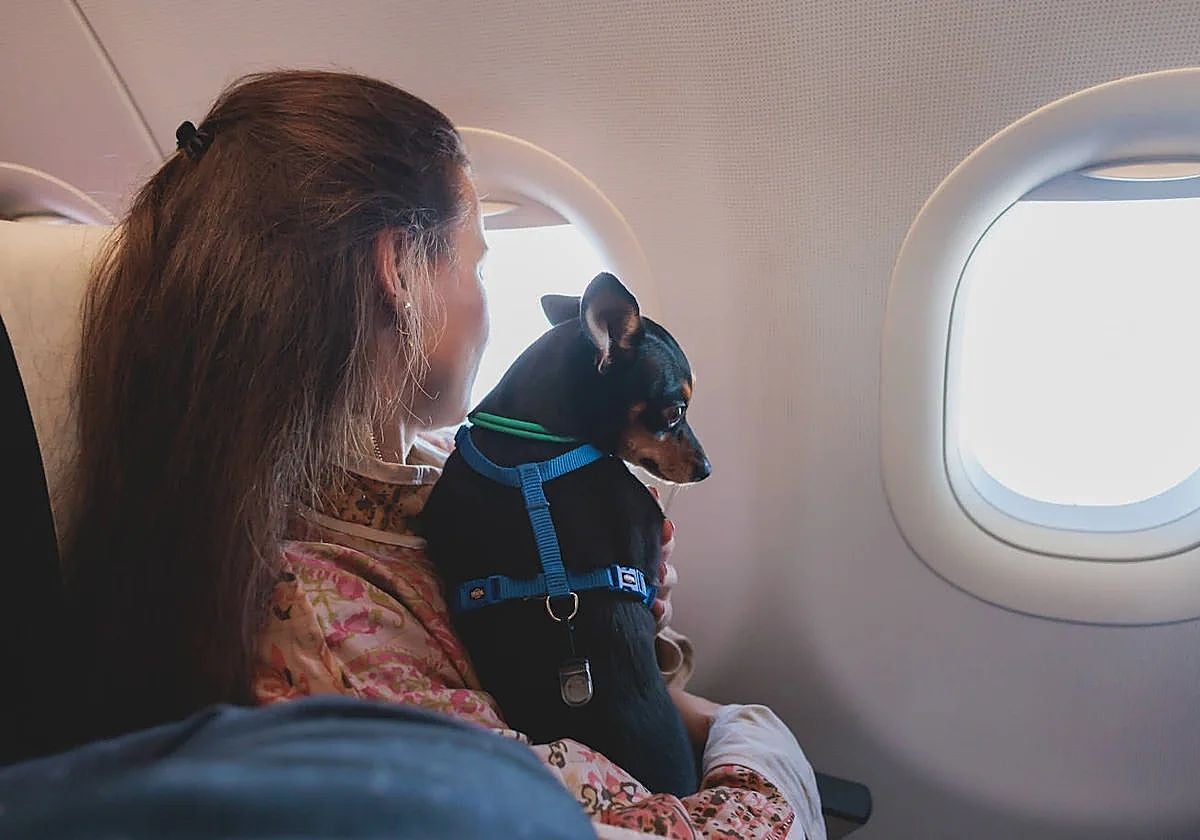 Un perro en la cabina de un avión