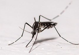 Descubren mosquitos vivos en Islandia por primera vez en su historia