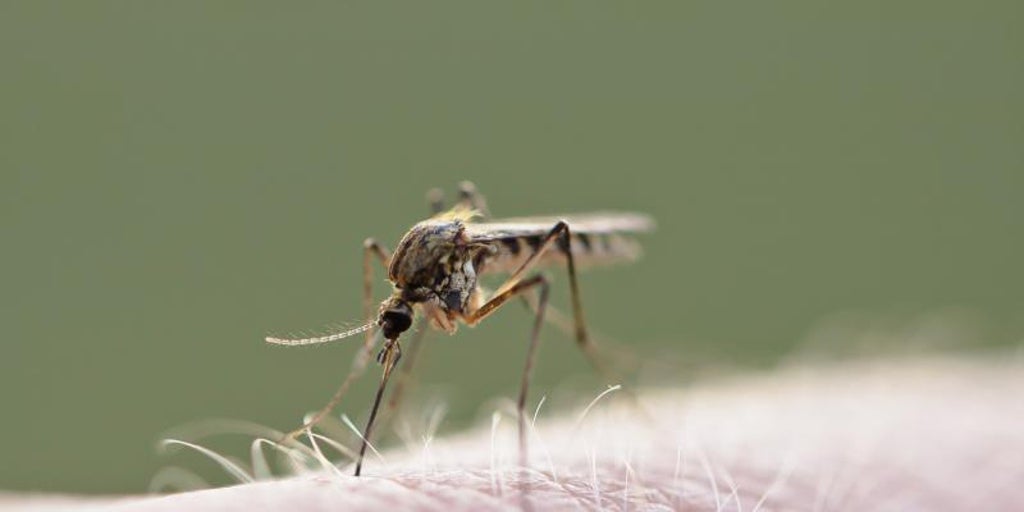 「地下鉄の蚊」はロンドンから来たものではなく、千年以上前の古代エジプトで生まれた可能性がある