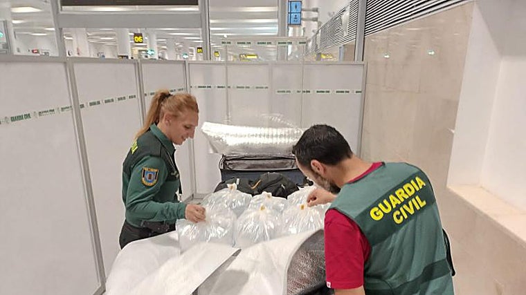 La Guardia Civil detecta un 'alijo' de angulas que tenía como destino el mercado negro