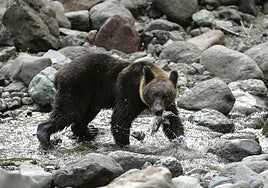 Japón desplegará a su Ejército para «exterminar» osos ante el aumento de ataques mortales a humanos en el país