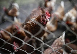 España prohíbe criar aves de corral al aire libre por el aumento de casos de gripe aviar