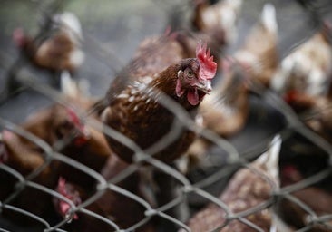 España prohíbe criar aves de corral al aire libre por el aumento de casos de gripe aviar