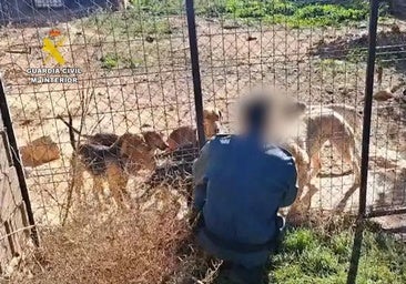 Hallan 14 perros desnutridos y durmiendo entre sus heces en una perrera de Huesca