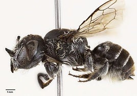 'Lucifer': descubren una nueva especie de abeja con unos cuernos 'demoníacos'