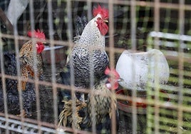 El Gobierno confina las aves de corral de todas las granjas de España por la gripe aviar