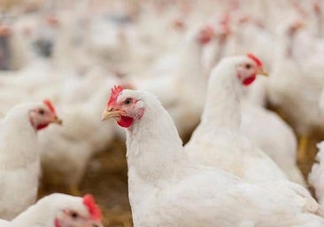 Las claves de la gripe aviar: ¿por qué se confina a todas las gallinas? ¿Contagian? ¿Subirá el precio de los huevos?
