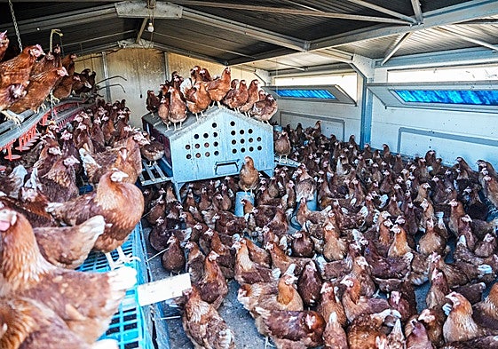 «Quieren salir»: el encierro estresa a las gallinas y los contagios amenazan el suministro de huevos