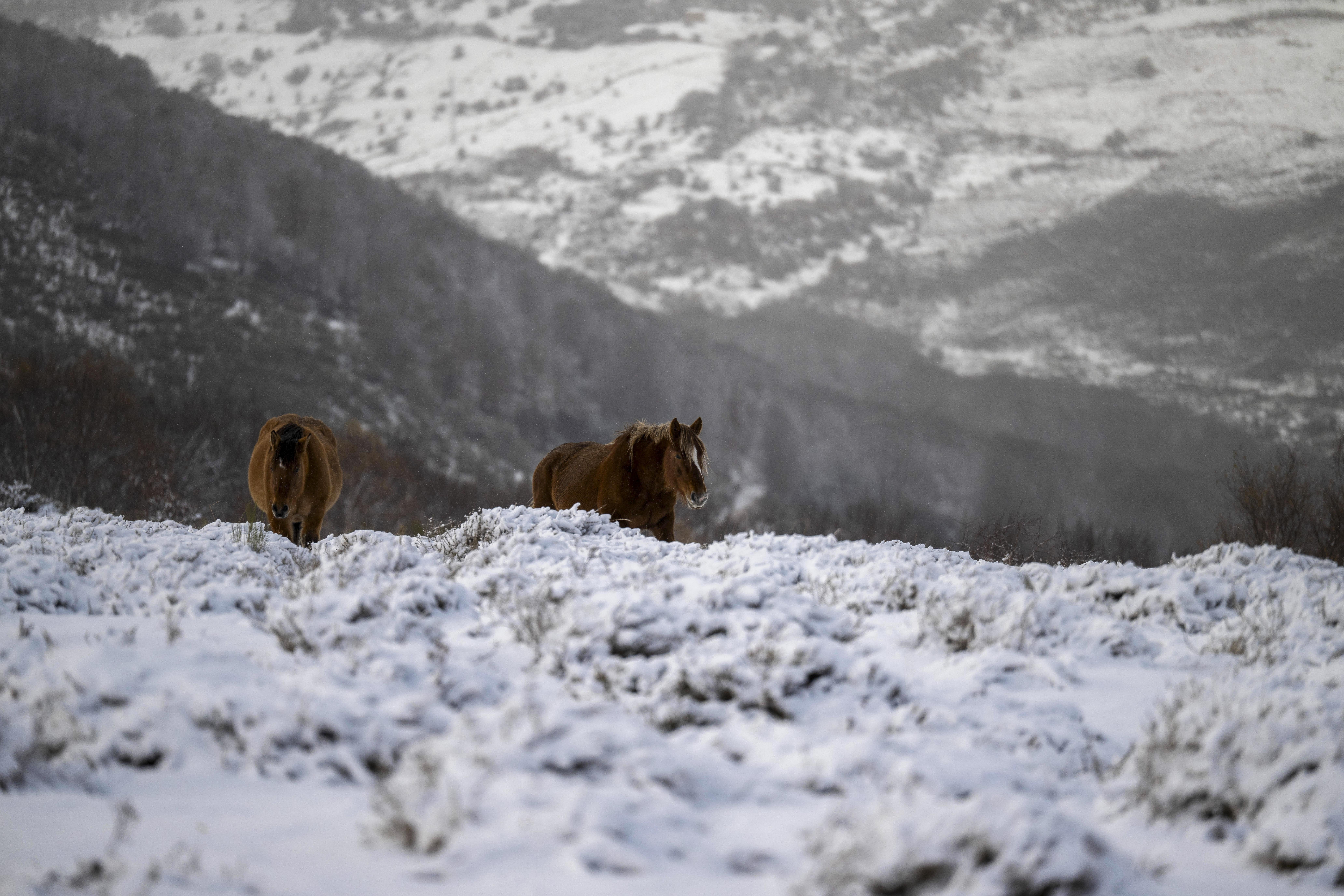 Dos caballos en las inmediaciones de la carretera CA-183 de acceso a la localidad cántabra de Brañavieja
