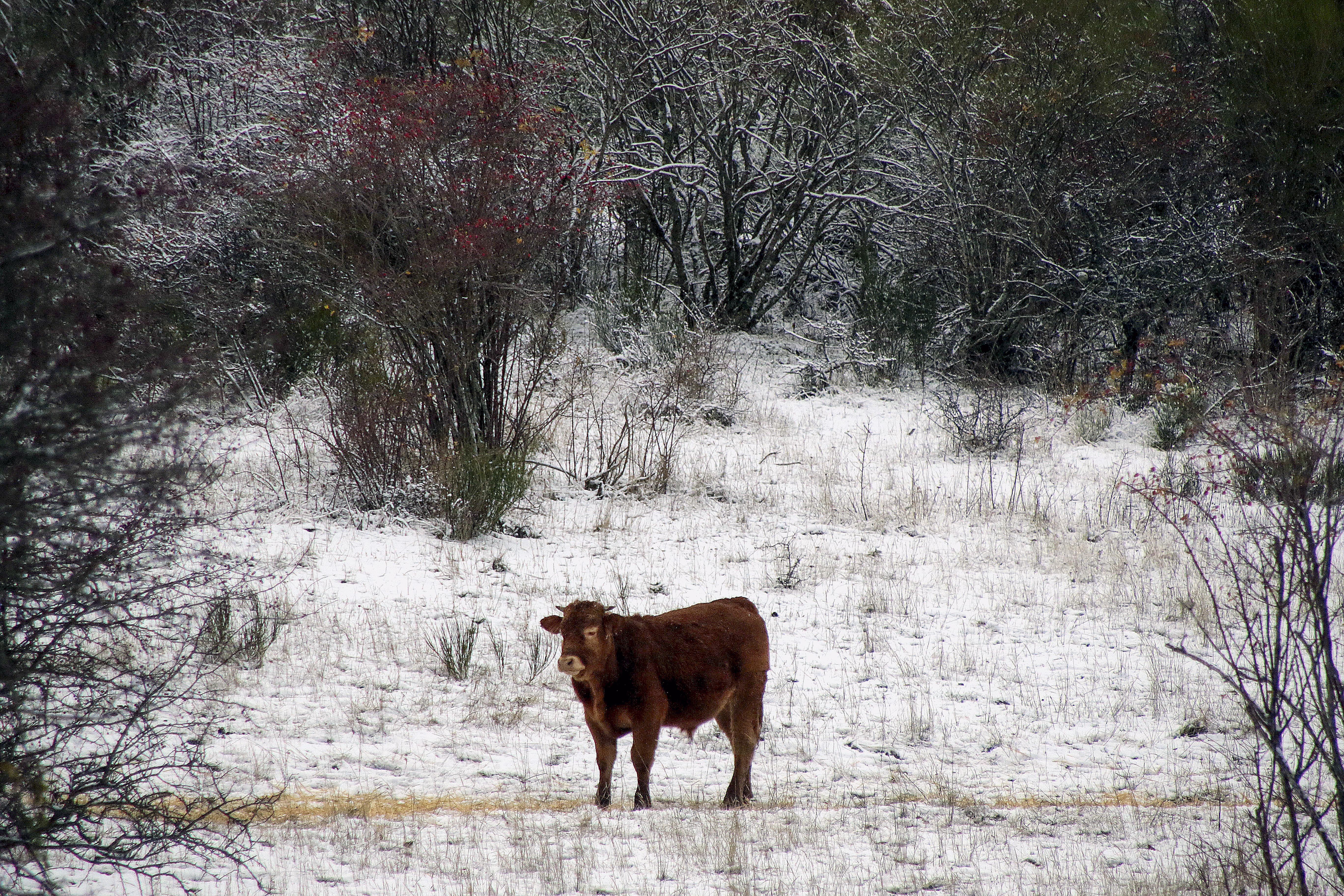 La nieve obliga a usar cadenas en cuatro tramos viarios de las provincias de Burgos y León